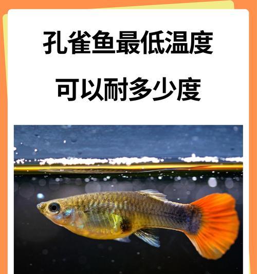 孔雀鱼的繁殖时间和周期（探究孔雀鱼的繁殖习性与生命周期）