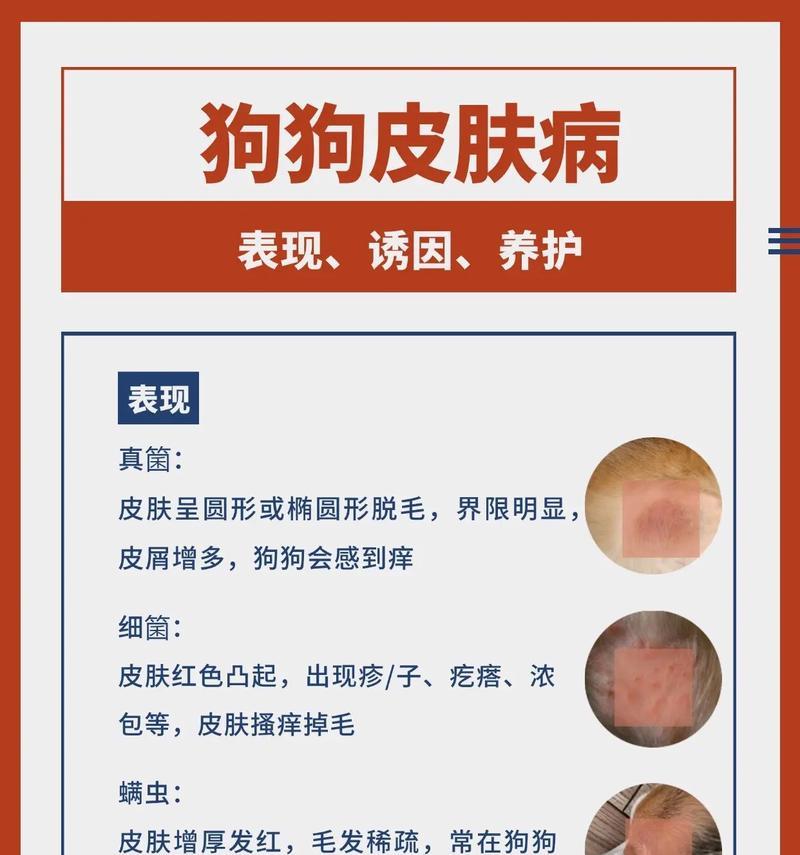 探究狗狗免疫低下螨虫病的康复时间（深入了解康复过程及预防措施）