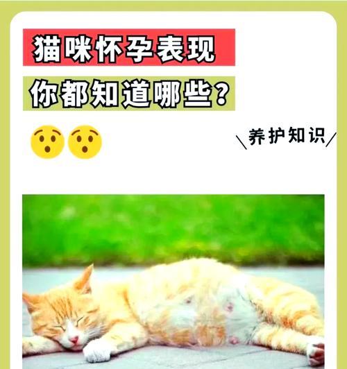 猫咪的怀孕周期（猫咪的怀孕时间、分娩前后的表现和注意事项）