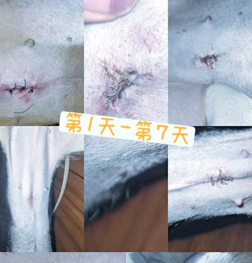 母狗绝育术后恢复时间（了解绝育手术对母狗的影响及恢复需要多长时间）