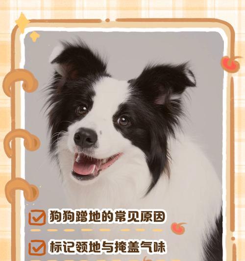 一岁狗狗的排便频率究竟有多高？（探寻一岁狗狗便便的频率和健康指标）