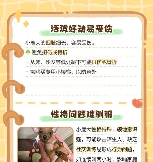 小鹿犬的优点与养护之道（探寻小鹿犬的魅力，了解如何给予最佳照顾）