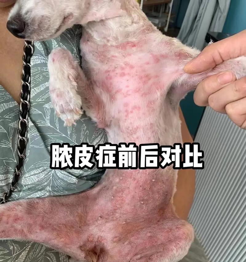 幼犬脓皮症的治疗过程（以幼犬脓皮症多久能好为主题的分析与探讨）