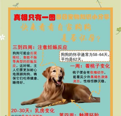 孕狗产前症状一览（了解孕狗产前症状，保障母狗和幼犬的健康）