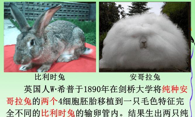 狗狗精子存活时间的探究（深入了解狗狗精子的存活周期及影响因素）