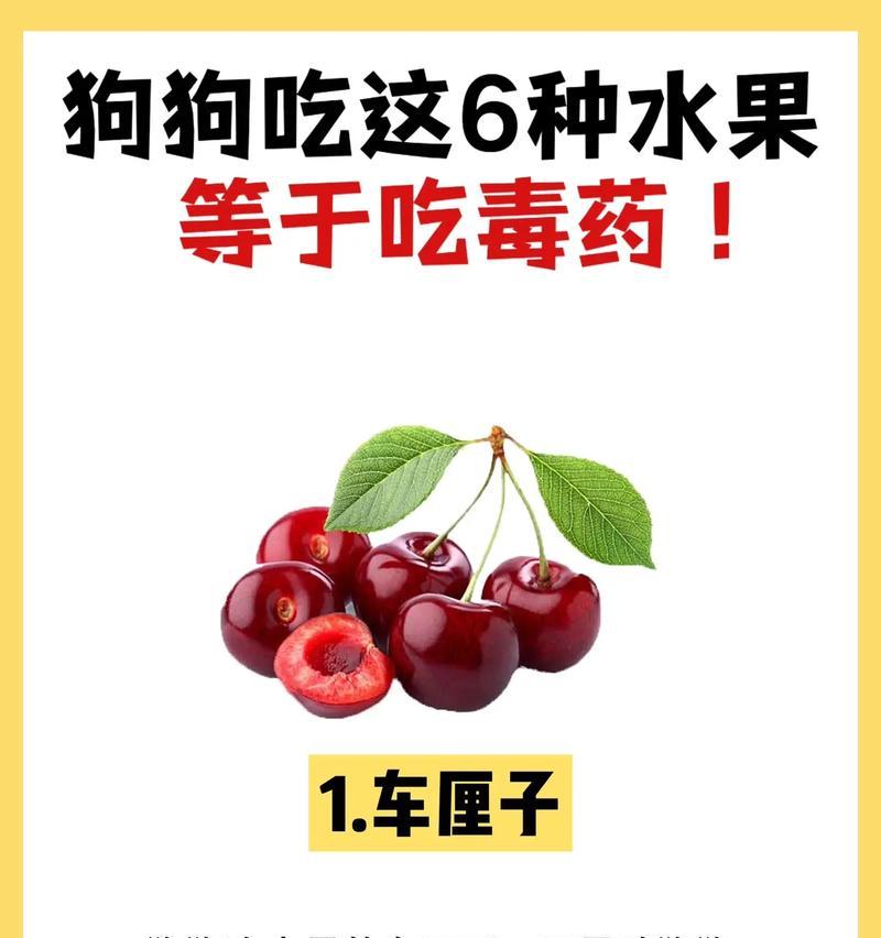 宠物狗的健康水果盘（探索对狗友好的6种常见水果）