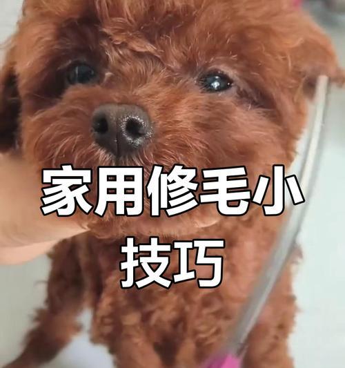 泰迪犬修毛时间及方法解析（探秘泰迪犬修毛的最佳时间点和正确方法）