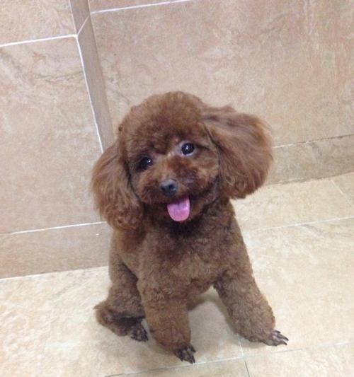 茶杯泰迪犬的价格调查（宠物市场上的茶杯泰迪犬价格走势及关键因素）