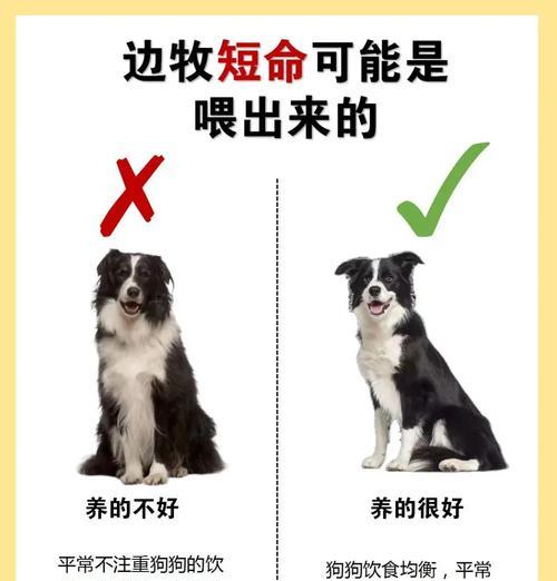 《探究边牧毛发生长周期及保养方法》（边牧毛发生长周期与保养方法分析）
