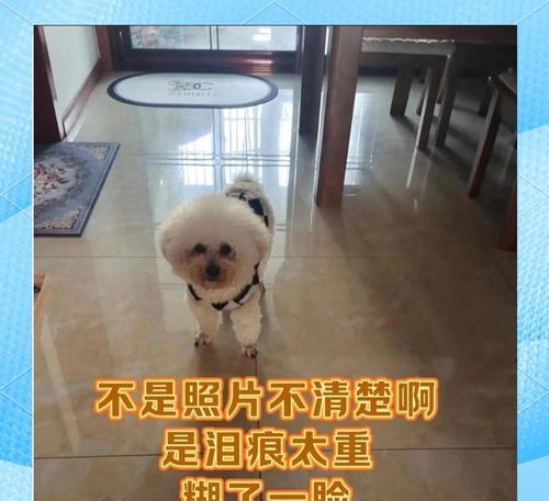 狗狗泪痕问题解决的时间与方法（探究泪痕问题对狗狗的影响与解决方案）