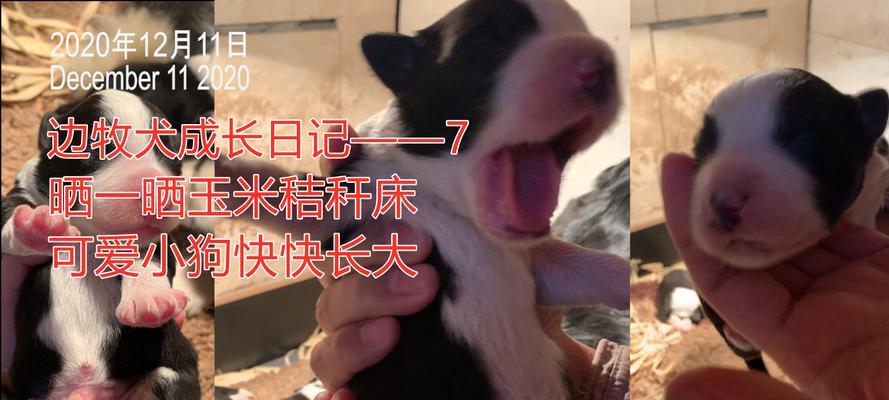 泰迪狗狗（探索泰迪狗狗成长过程中的饮食习惯）