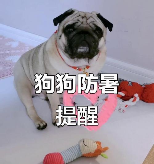 狗狗的散热机制及中暑的症状（了解狗狗如何散热，预防中暑的重要性）