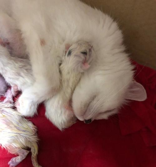 如何判断母猫怀孕时和生产时肚子里小猫的数量？（掌握判断技巧，了解母猫产仔过程）