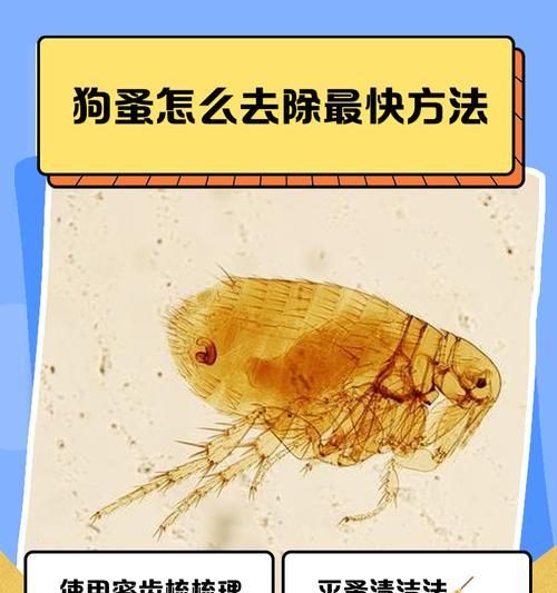 驱蚤方法来了！告别狗狗身上的跳蚤（无需担心，15个简单方法帮您解决狗狗身上的跳蚤问题）
