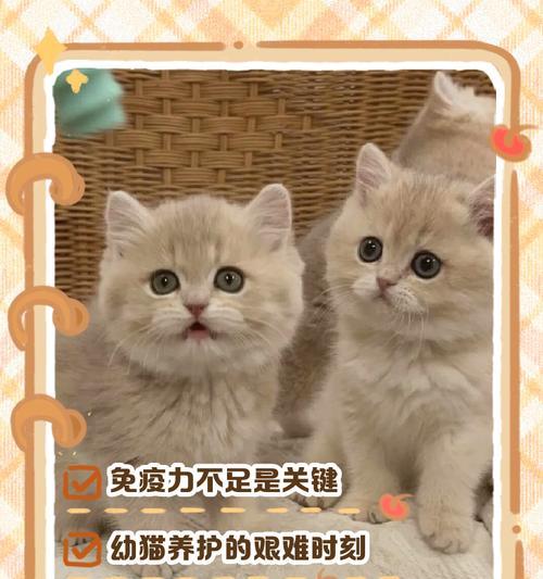 龙猫的寿命究竟有多长？（揭秘龙猫寿命的秘密，了解关键因素和延寿方法）