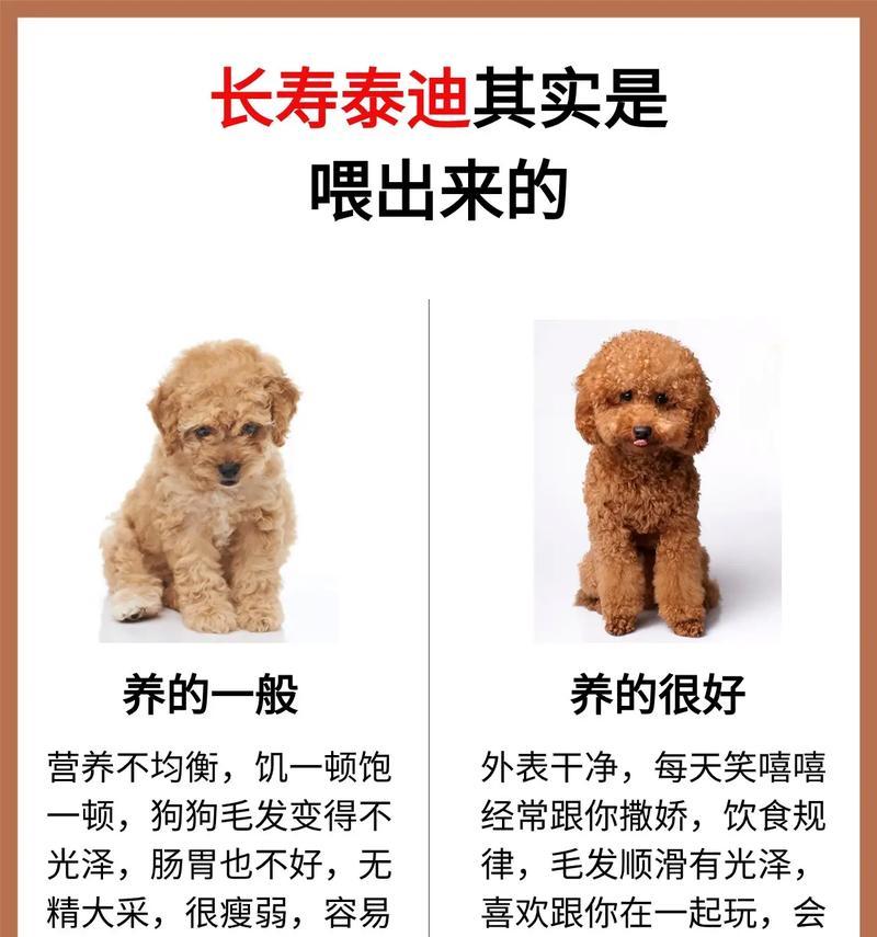 小泰迪出生多久会走？（探秘小泰迪成长的奇妙旅程）