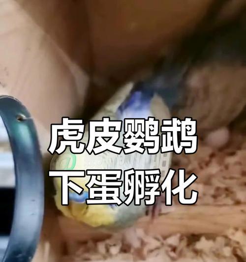 虎皮鹦鹉配对繁殖原则（了解虎皮鹦鹉的特性与繁殖需求，选择最佳配对伴侣）
