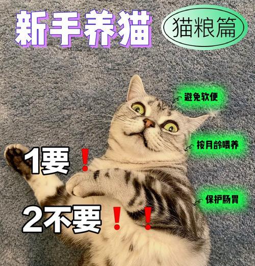 如何为猫咪挑选适合的猫粮？（了解猫咪的饮食需求，选择最佳猫粮）