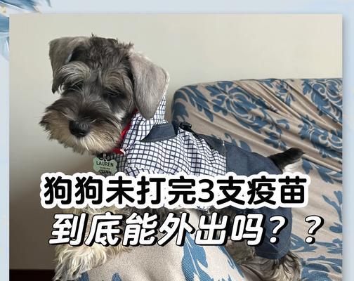 小狗疫苗接种计划详解（科学合理的疫苗接种安排助力宠物健康）