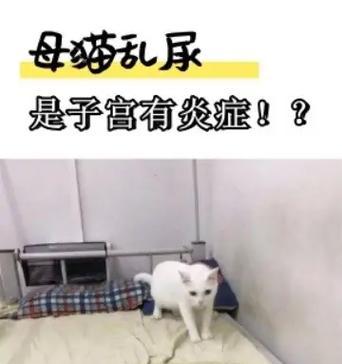 母猫怀孕期间为什么会乱尿？（揭秘母猫怀孕期间尿尿问题的原因和解决方法）