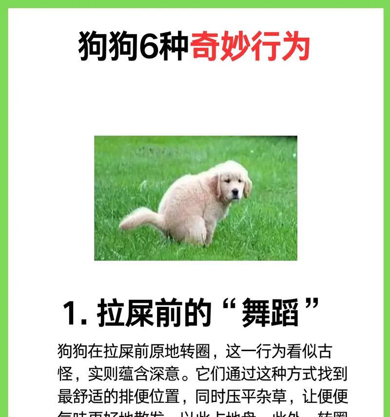 两个月大的狗狗的排便频率（了解你的小狗多久拉一次屎）
