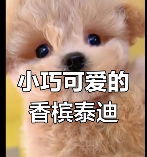刚满月的泰迪可以吃哪些人吃的东西（宝宝泰迪的饮食指南及安全提示）