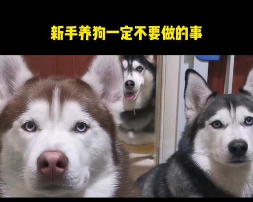 比熊狗配种后多久能洗澡？（狗狗的清洁护理需谨慎）