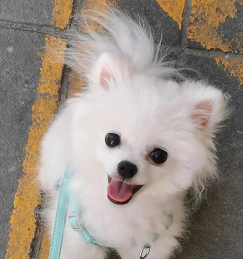 比熊两个月长多久定型？（探索比熊成长的秘密与时间）