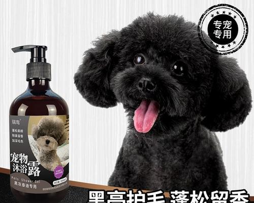 泰迪狗狗的洗澡频率（掌握合理的洗澡时间，让泰迪狗健康快乐）