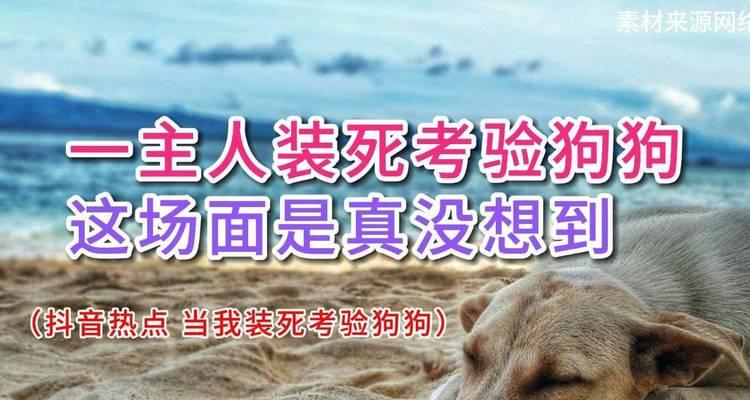 狗狗装死的学习时间究竟需要多久？