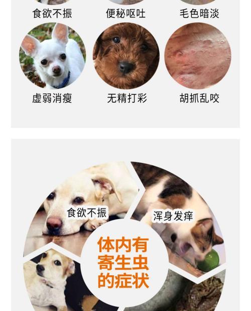 泰迪怀孕多久可以进行驱虫？（了解泰迪犬怀孕期间的驱虫时间和注意事项）