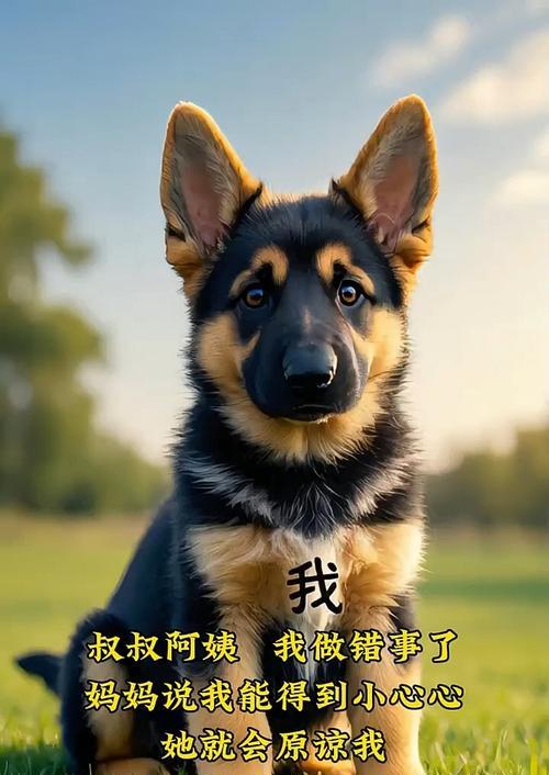 宠物狗被罚站的可爱样子（狗狗的错误行为和罚站方式/忠诚的伙伴为了主人反思行为）
