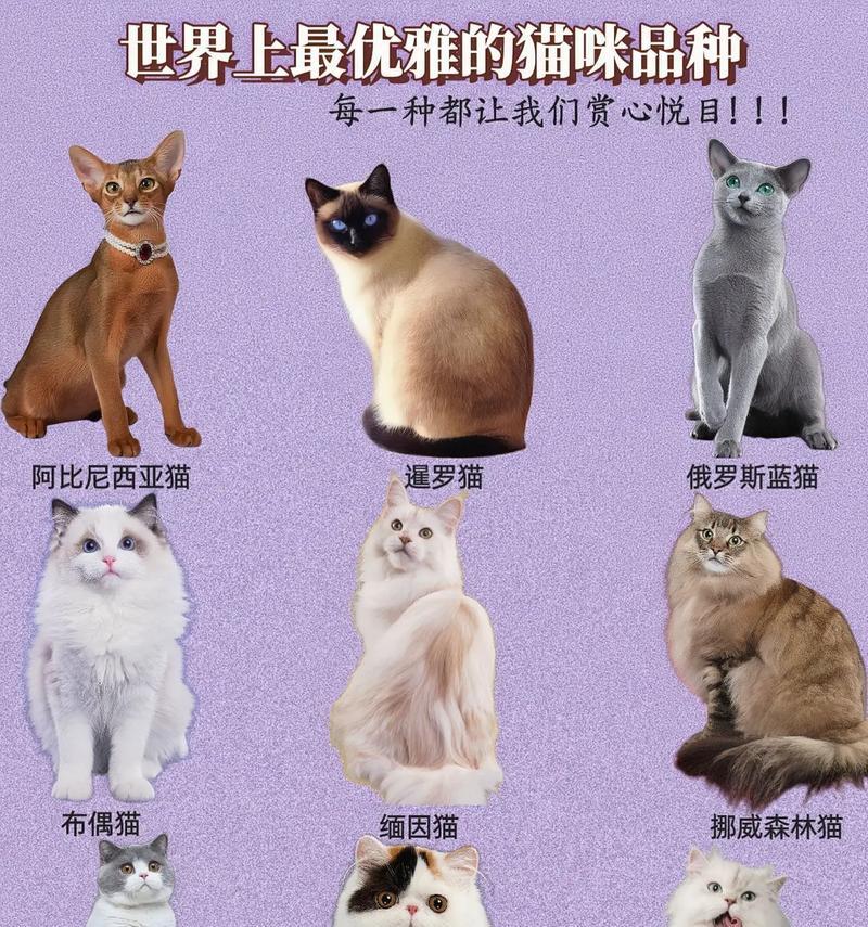 如何判断猫咪的品种？掌握这些技巧轻松辨别！（掌握猫咪品种判断的技巧和方法，让你成为猫咪专家！）