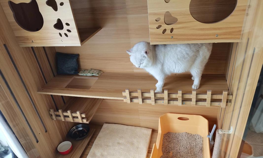 新猫要隔离多久才安全？（隔离新猫以防传染病，不仅时间重要，注意事项也不能忽视）