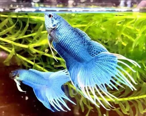 以蓝曼龙繁殖周期的研究——探秘神秘生物繁衍之道（揭开以蓝曼龙繁殖之谜，重要）
