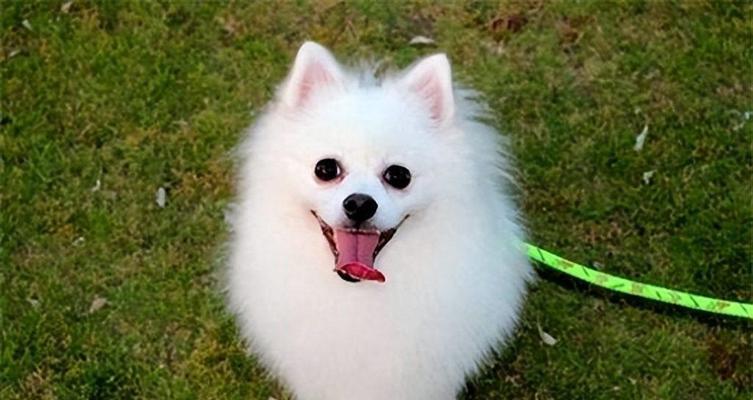 博美犬的养殖趋势与原因（探析博美犬受欢迎的关键因素及其养殖特点）