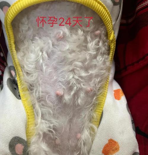狗狗怀孕多久能看出来？（观察狗狗的细节动作，了解怀孕情况）