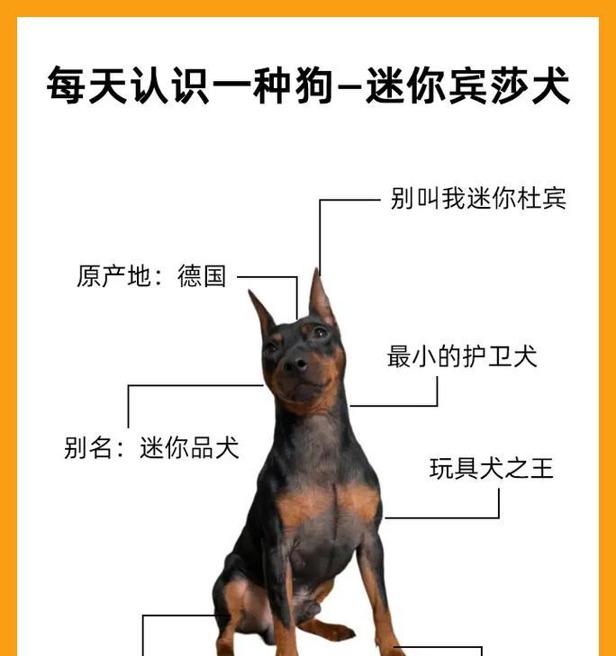 狗的日常活动需遛步多久？（探索宠物狗适宜的散步时间）