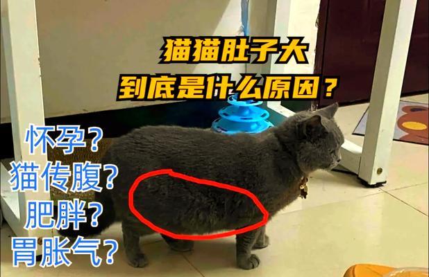 猫咪怀孕多久才能显出肚子？（解析猫咪妊娠期的肚子变化及关键因素）