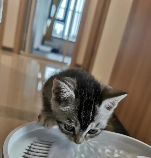 为什么猫咪不爱喝水？（如何让猫咪多喝水）
