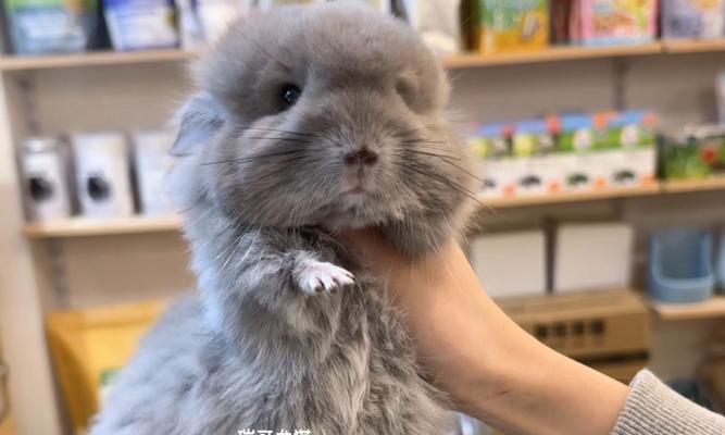 龙猫的丰富色彩与多样品种（揭秘龙猫的颜色和品种，了解其多样魅力）