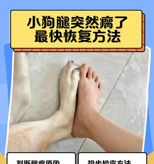 探索狗狗腿一瘸一拐多久才能好的奥秘（揭秘康复过程中的关键因素及注意事项）