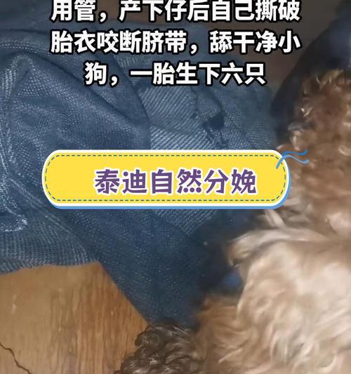 以泰迪多久才能看出怀孕？（探究泰迪犬怀孕的标志和时间）
