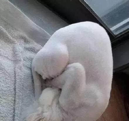 加菲猫皮肤病恢复期长短取决于治疗方法（分析加菲猫皮肤病康复时间及关键因素，助您更好地照顾宠物）