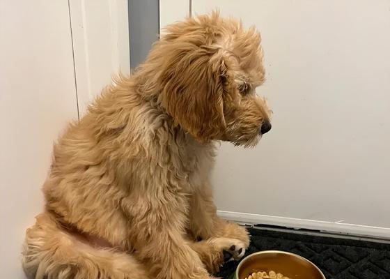幼犬濒临死亡的特征与预防措施（如何识别幼犬濒死状态，保护它们免受伤害）