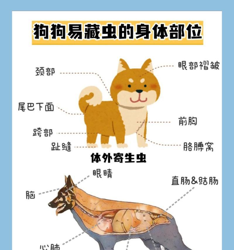 幼犬打虫后多久可以开始正常进食？（了解幼犬打虫后的饮食注意事项及时间安排）