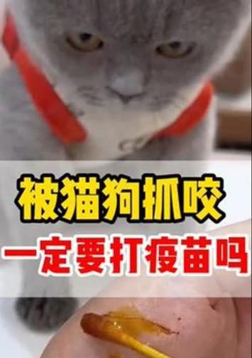 狗咬伤后打针的时间要求（保护自己免受狗咬伤的危害）