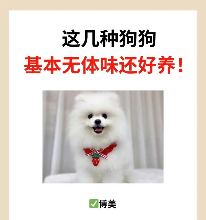 初次养狗者不宜选择雪纳瑞的原因（揭秘初次养狗的艰难之路与雪纳瑞不相容的特性）