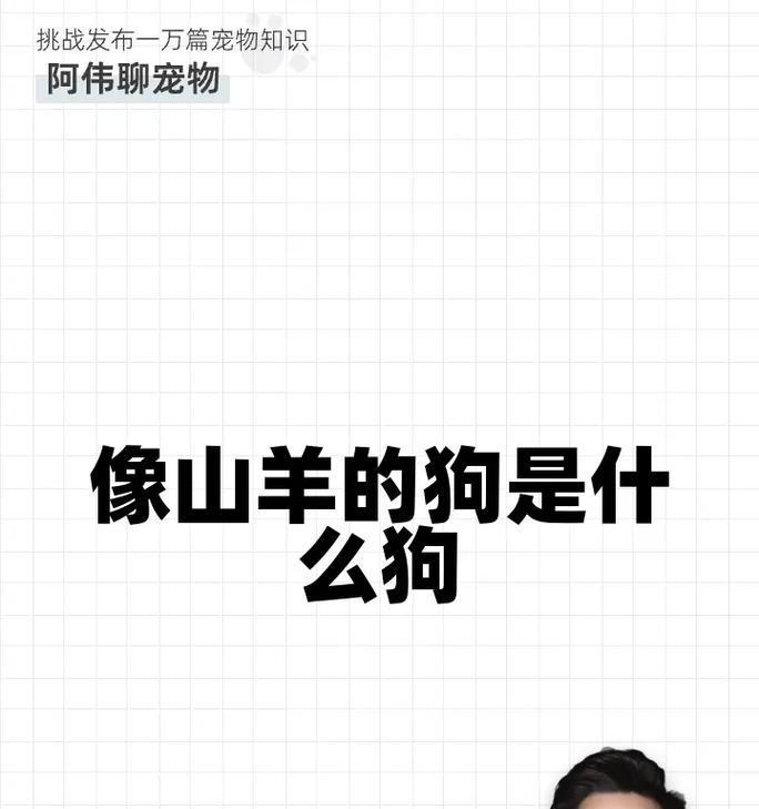 藏獒（从小教起，对待主人，培养绝对忠诚的宠物伴侣）