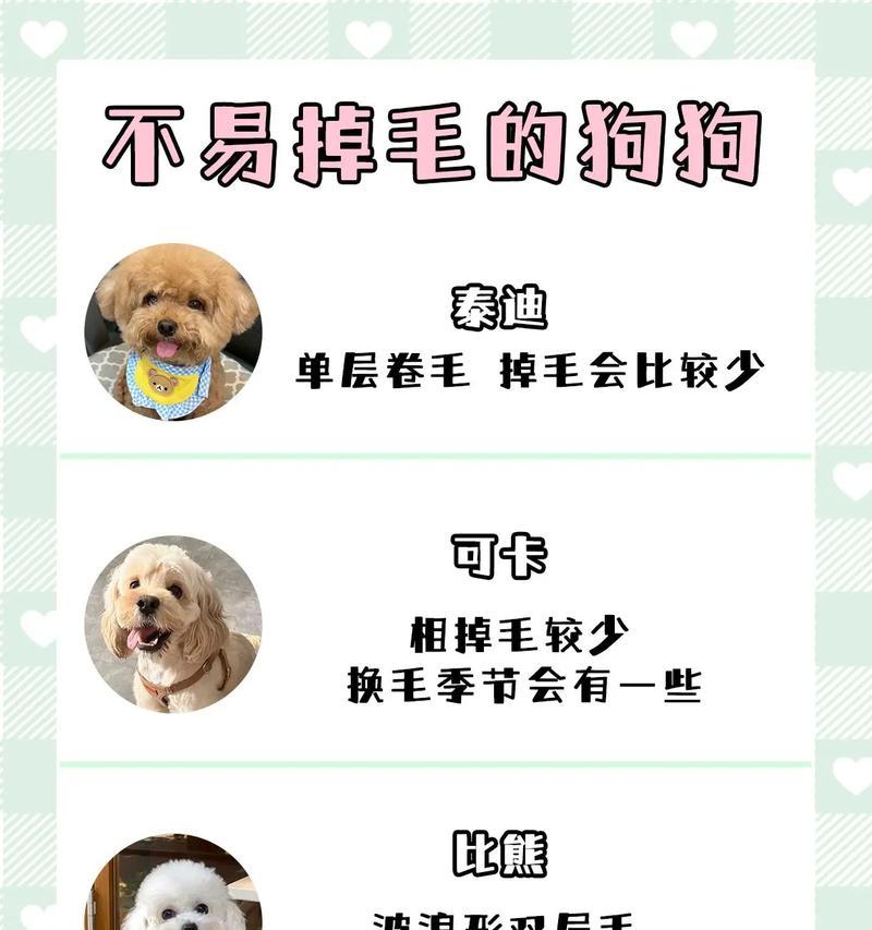 揭秘狗狗眼睛流泪周围掉毛的真相（别再用眼药水了，解开狗狗捣乱的谜团）